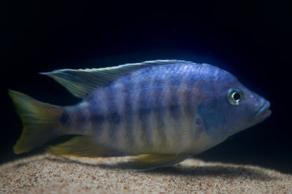 Blue Peacock