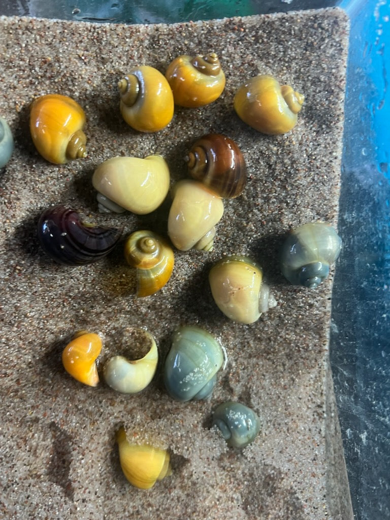 Mystery Snails