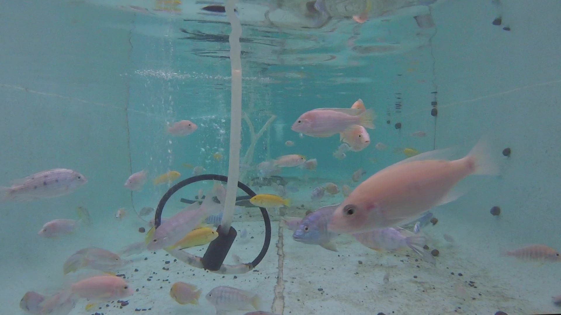 Load video: cichlid fish in an aquarium