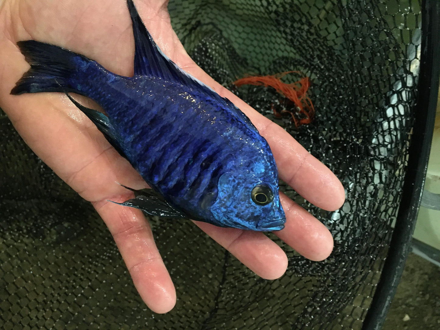 Blue Peacock